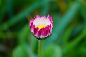 fleurs de pâques
