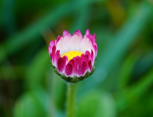 6 vertus à faire fleurir pour Pâques !